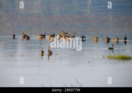 Tranquil Harmony: Lower Whistling Ducks versammeln sich in einem ruhigen Süßwasserteich Stockfoto