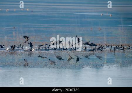 Tranquil Harmony: Lower Whistling Ducks versammeln sich in einem ruhigen Süßwasserteich Stockfoto