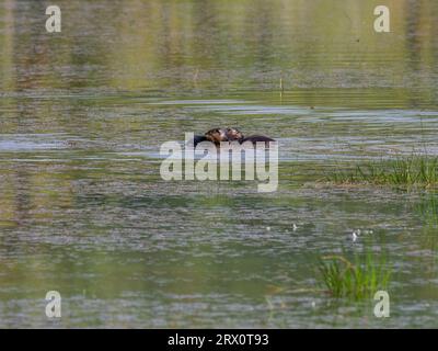 Feiern Sie die Widerstandsfähigkeit von glattbeschichteten Ottern: Navigieren Sie durch die Gewässer des südasiatischen Küstenparadieses Stockfoto