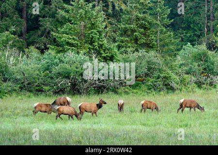 Eine große Herde Roosevelt Elks weidet in der Nähe der Landschaft von Port Renfrew, British Columbia, Kanada Stockfoto