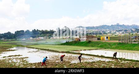 Paddy Fields Kultivierung in den Außenbezirken von Antananarivo, Madagaskar. Stockfoto