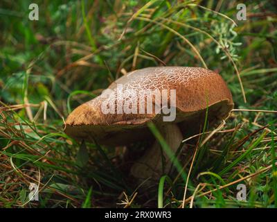 Rote Knackbolete im Herbstwald. Kleiner Pilz mit Rissen auf der Kappe, Röhrchen poriert Hymenium. Der Stiel von Xerocomellus chrysenteron hat einen Rhub-Stiel Stockfoto