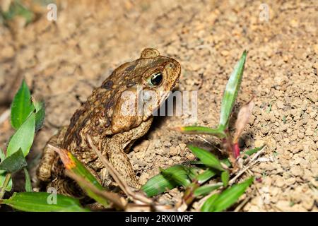 Rhinella horribilis ist der wissenschaftliche Name, der für Populationen der Zuckerrohrkröte oder Riesenköte in Mesoamerika und im Nordwesten Südamerikas verwendet wird. Stockfoto