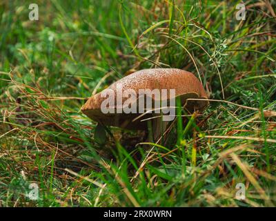 Rote Knackbolete im Herbstwald. Kleiner Pilz mit Rissen auf der Kappe, Röhrchen poriert Hymenium. Der Stiel von Xerocomellus chrysenteron hat einen Rhub-Stiel Stockfoto