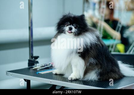 Schwarz-weißer pommerscher Hund auf dem putztisch im Hundesalon. Stockfoto