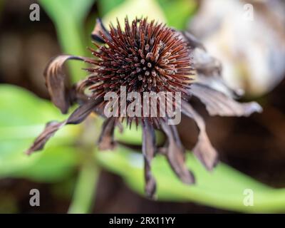 Tote Kegelblume, dunkelbraun und geschrumpft Stockfoto