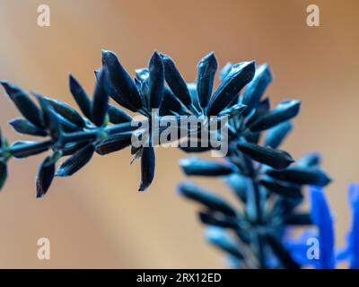 Ein Stamm von Knospen aus schwarzen und blauen Salvia-Blüten, Nahaufnahme Stockfoto