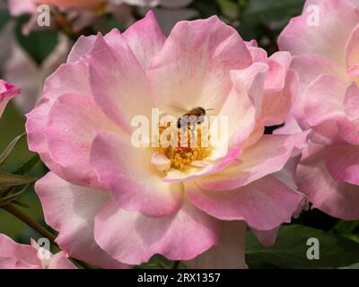 Göttliche Rose, pfirsichfarbene Creme mit rosa Kanten, blühend auf Masse, eine Biene schwebt über ihrem Zentrum und sammelt Pollen für die Honigproduktion, australischer Garten Stockfoto