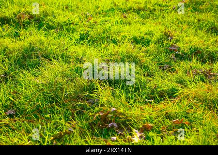 Frisches grünes Gras und gefallene Blätter im Vollbildmodus. Hintergrundbild Natur- oder Herbstkonzept. Stockfoto