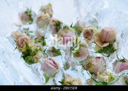 Blüten und Knospen weißer und rosafarbener Rosen, gefroren in Eisstücken. Natürlicher Hintergrund Stockfoto