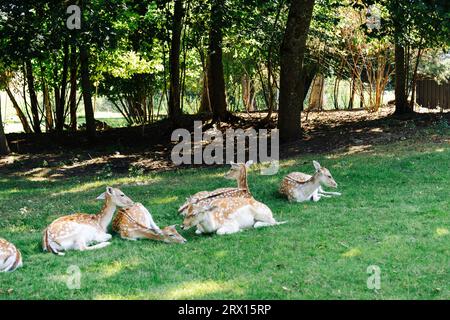 Damhirsche machen im Schatten auf dem Gras ein Nickerchen Stockfoto