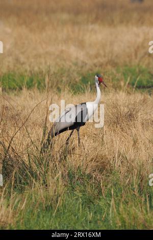 Der Wattkran ist der größte Kran Afrikas, mit einer Höhe von bis zu 175 cm. Stockfoto