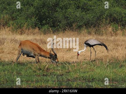 Der Wattkran ist der größte Kran Afrikas, mit einer Höhe von bis zu 175 cm. Stockfoto