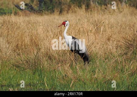 Der Wattkran ist der größte Kran Afrikas, mit einer Höhe von bis zu 175 cm. Stockfoto