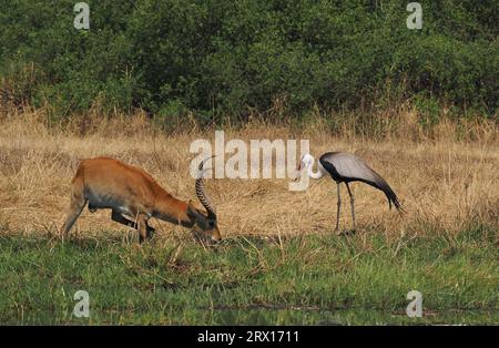 Der Wattkran ist der größte Kran Afrikas, mit einer Höhe von bis zu 175 cm. Stockfoto