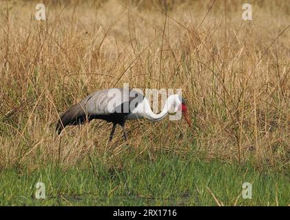 Der Wattkran ist der größte Kran Afrikas, mit einer Höhe von bis zu 175 cm. Stockfoto