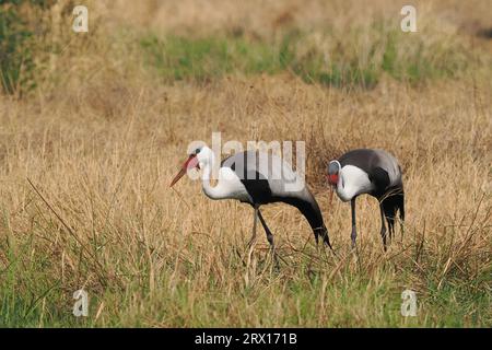 Der Wattkran ist der größte Kran Afrikas, mit einer Höhe von bis zu 175 cm. Stockfoto