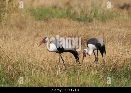 Der Wattkran ist der größte Kran Afrikas, mit einer Höhe von bis zu 175 cm. Stockfoto