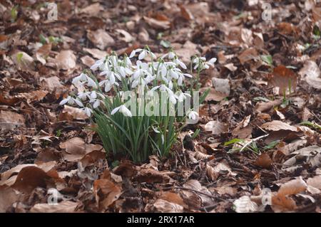 Nahaufnahme eines Schneeglöckchens „Galanthus“ Flowers in the Woods auf dem Gelände von Lytham Hall in Lancashire, England, Großbritannien. Stockfoto