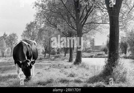 Kuhweiden am Fluss waveney bei mendham, suffolk england um 1960 Stockfoto