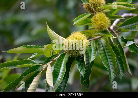 Kastanien in Igeln hängen kurz vor der Ernte, Herbstsaison, von Kastanienzweigen. Chinesischer Kastanienbaum, Zweig mit Reifen Früchten, Ernte im Stockfoto