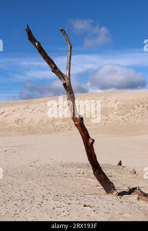 Toter Baum auf der Lacka Dune im Slovincian National Park, Leba, Polen. Bewegliche Sanddünen absorbieren den Wald. Sonniger Sommertag, Sand und blauer Himmel Stockfoto