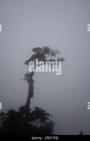 Natur im Nebel im Nebelwald von Monte Verde Stockfoto