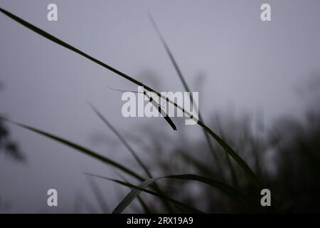 Natur im Nebel im Nebelwald von Monte Verde Stockfoto