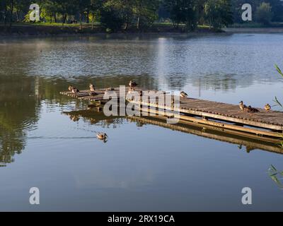 Gruppe von Enten, die im blauen Wasser schwimmen und auf dem Pier stehen. Enten, die sich auf dem Holzsteg in der Sonne sonnen. Vogelwelt in Parks. Herbststadtmorgen in der p Stockfoto