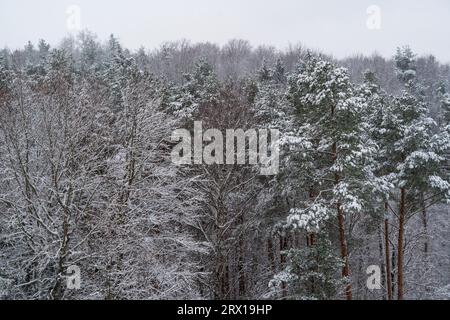 Der Naturpark Schönbuch in der Region Stuttgart, im Winter Stockfoto