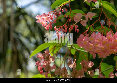 Bunte Blumen im Garten und in der Natur. Stockfoto