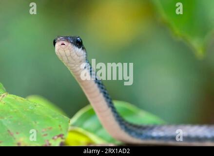 Blaue Schlange auf einem Zweig in der Wildnis auf einem Baumzweig über dem Kinabatang Fluss. Kinabatang River, Borneo, Malaysia Stockfoto