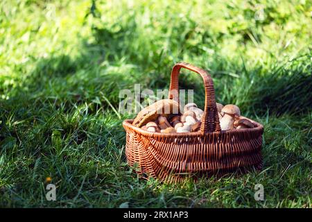 Korb mit essbaren weißen Pilzen in grünem Gras. Boletus edulis. Schweinefleisch im Wald sammeln Stockfoto