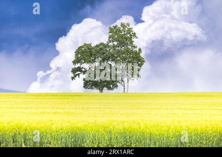 Big Cloud und Baum Stockfoto