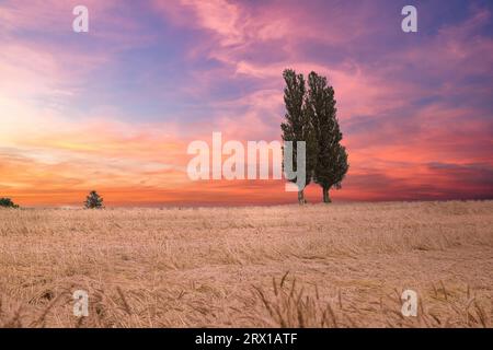 Weizenfeld in der Abenddämmerung Stockfoto