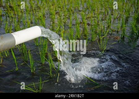 Weizenpflanzen werden mit Wasserstrahl bewässert. Bewässerung von Reisfeldern mit Pumpbrunnen mit der Technik der Wasserförderung vom Boden zum Fluss Stockfoto