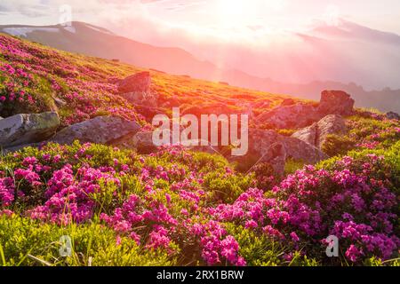 Zur Blüte des Karpaten-Rhododendrons in den Karpaten Stockfoto