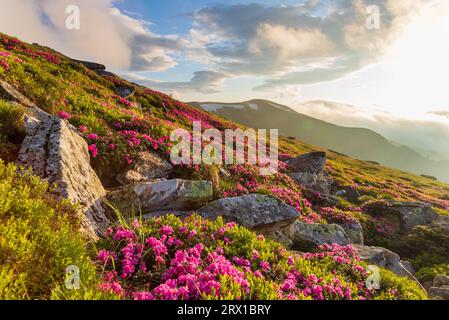 Zur Blüte des Karpaten-Rhododendrons in den Karpaten Stockfoto