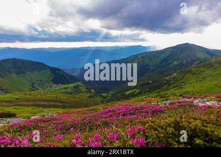 Zur Blüte des Karpaten-Rhododendrons in den Karpaten. Stockfoto