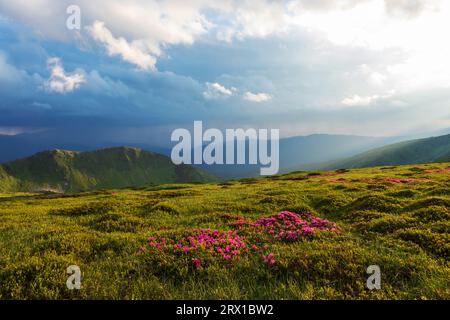 Die Blüte des Karpaten-Rhododendrons im Abendlicht Stockfoto