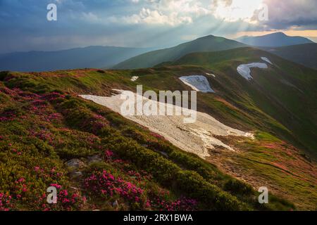 Die Blüte des Karpaten-Rhododendrons im Abendlicht Stockfoto