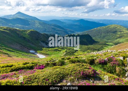 Zur Blüte des Karpaten-Rhododendrons in den Karpaten. Stockfoto