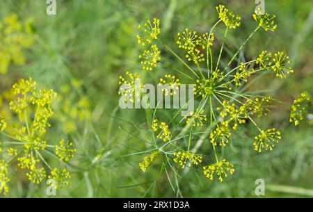 Schließen Sie gelbe Blüten auf Dillpflanzen. Dill im Garten anbauen. Stockfoto