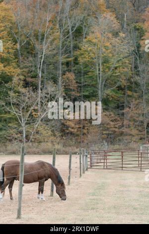 Pferdegrasen jenseits des Zauns auf ländlichem Gelände in Indiana. Stockfoto