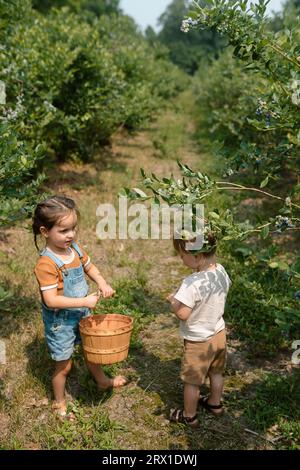 Kleinkindergeschwister pflücken Blaubeeren; Mädchen hält einen Korb in Indiana. Stockfoto