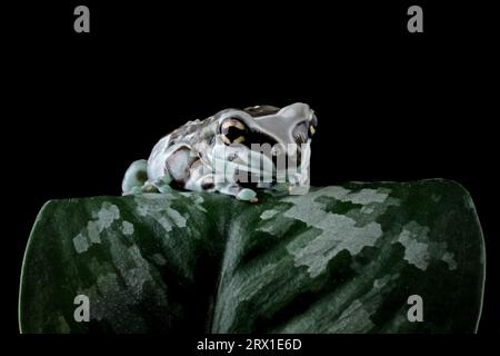 Kirschkopf-Rotfußschildkröten isoliert auf weiß Stockfoto