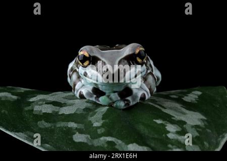 Kirschkopf-Rotfußschildkröten isoliert auf weiß Stockfoto