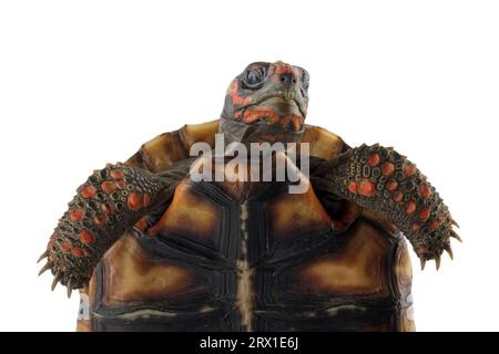 Kirschkopf-Rotfußschildkröten isoliert auf weiß Stockfoto