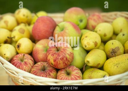 Reife Äpfel im Korb. Herbsternte. Grüne Äpfel im Dorf. Stockfoto