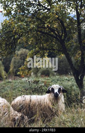 Schafe grasen im Garten, gedämpftes Grün Stockfoto